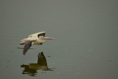 Seagull flying over lake