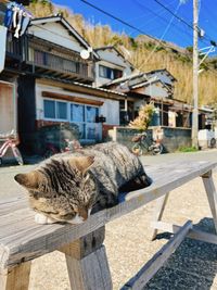 High angle view of cat sitting on street