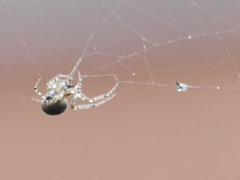 Close-up of spider on white surface