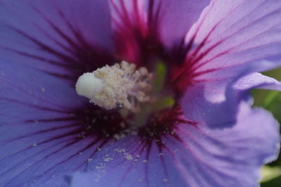 Close-up of flower blooming outdoors