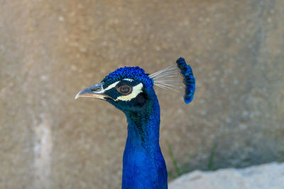 Close-up of peacock