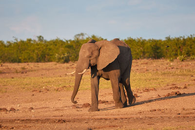 An african elephant during sunset