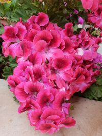 Close-up of pink flowering plant