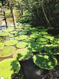 Water lily in pond