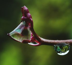 Close-up of plant