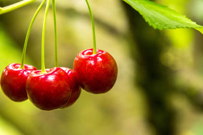 Close-up of cherries on plant