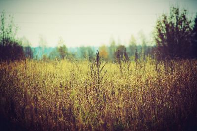 Plants growing on field against sky