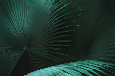 Full frame shot of palm leaf