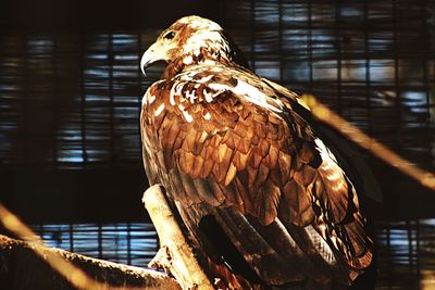 Close-up of bird in cage