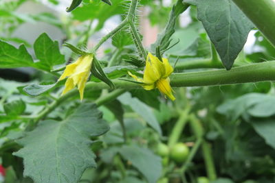 Close-up of yellow flower