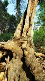 View of tree trunk in forest