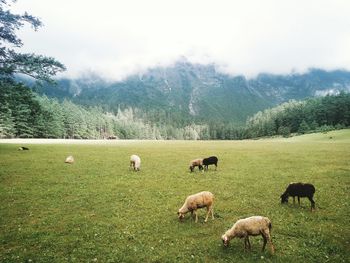 Cows grazing on field against sky