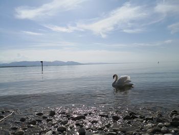 View of swans in sea against sky