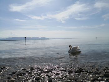 View of swan in sea against sky