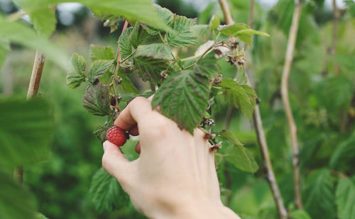 Cropped hand holding raspberry on plant