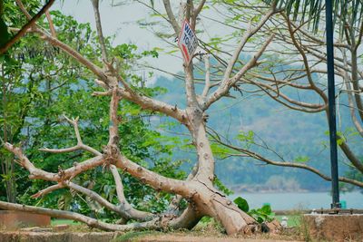 Low angle view of tree against sky