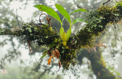 Close-up of plant growing on tree