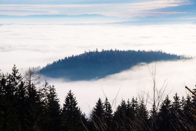 Panoramic view of forest against sky