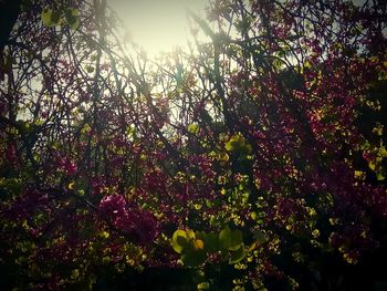 Low angle view of pink flowering plants against sky