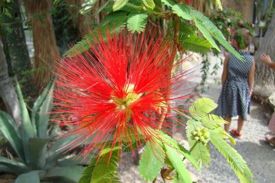 Close-up of plant