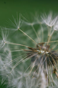 Close-up of dandelion on plant