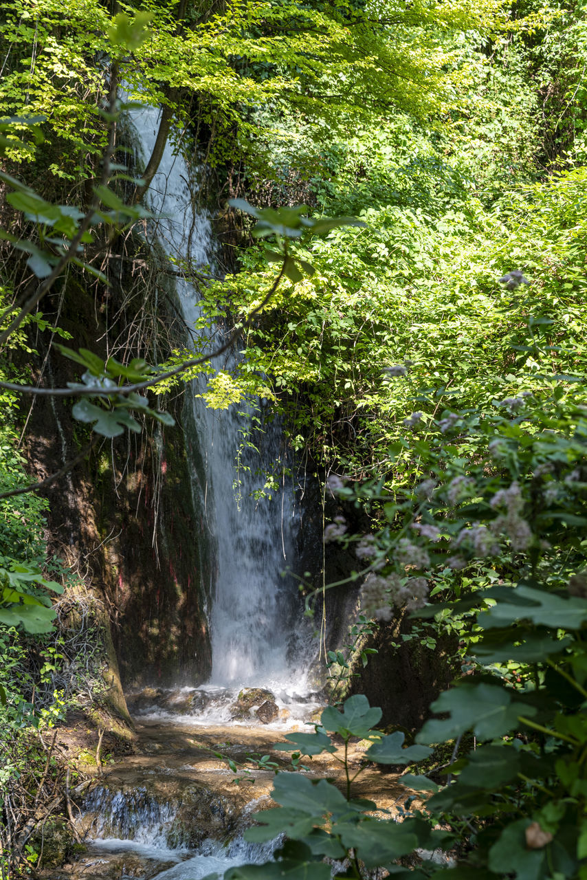 waterfall, plant, water, beauty in nature, tree, rainforest, forest, body of water, nature, scenics - nature, stream, land, motion, environment, woodland, water feature, flowing water, green, jungle, watercourse, natural environment, growth, leaf, no people, non-urban scene, outdoors, day, lush foliage, vegetation, foliage, autumn, long exposure, river, plant part, travel destinations, rock, creek, flowing, tranquility, state park, travel, idyllic, landscape, old-growth forest, blurred motion, tourism, nature reserve, wilderness