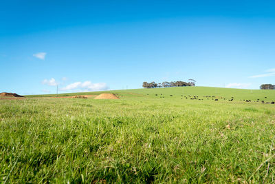 Scenic view of agricultural field against blue sky