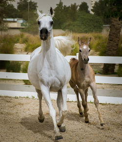 Portrait of horses standing in ranch