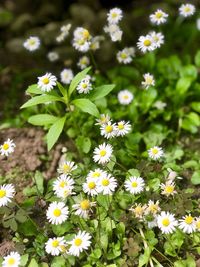 Close-up of white daisy flowers