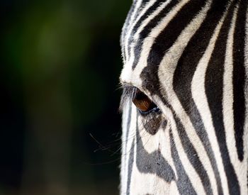 Close-up of zebra eye