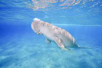High angle view of swimming in sea