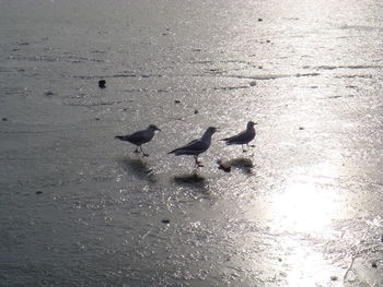 Birds in water