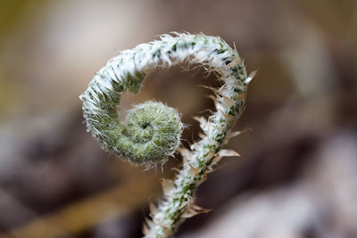 Close-up of fern