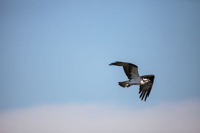 Low angle view of eagle flying against clear sky