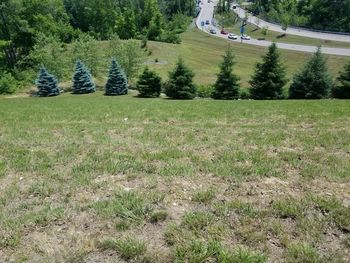 Scenic view of field