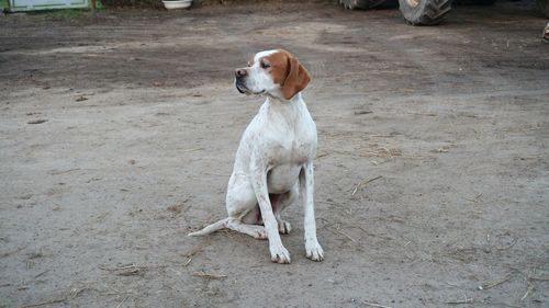 Dog sitting outdoors