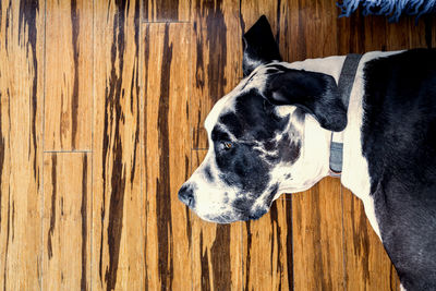 High angle view of dog by wooden wall