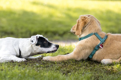View of a dog looking away