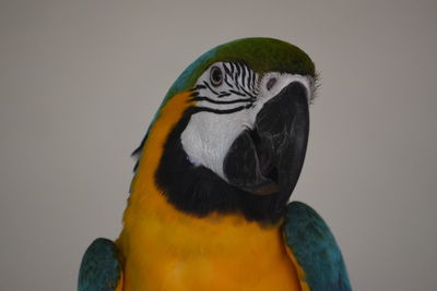 Close-up of a parrot