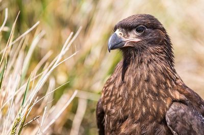 Close-up of eagle looking away