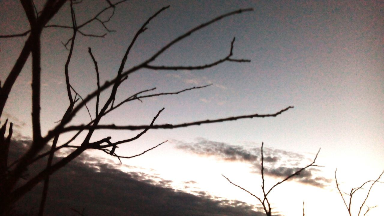 SILHOUETTE OF BARE TREE AT SUNSET