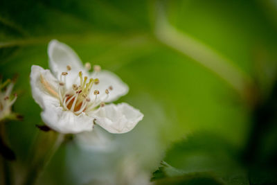 Close-up of white rose flower