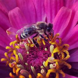Close-up of a honey bee pollinating on pink zinnia flower