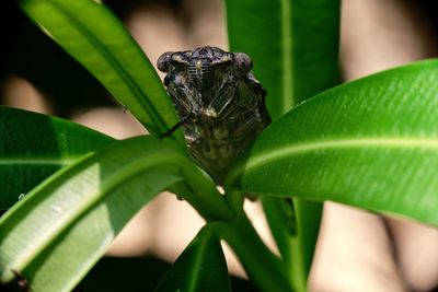 Close-up of insect on leaves