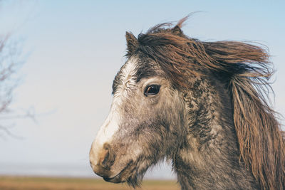 Close-up of a horse against the sky