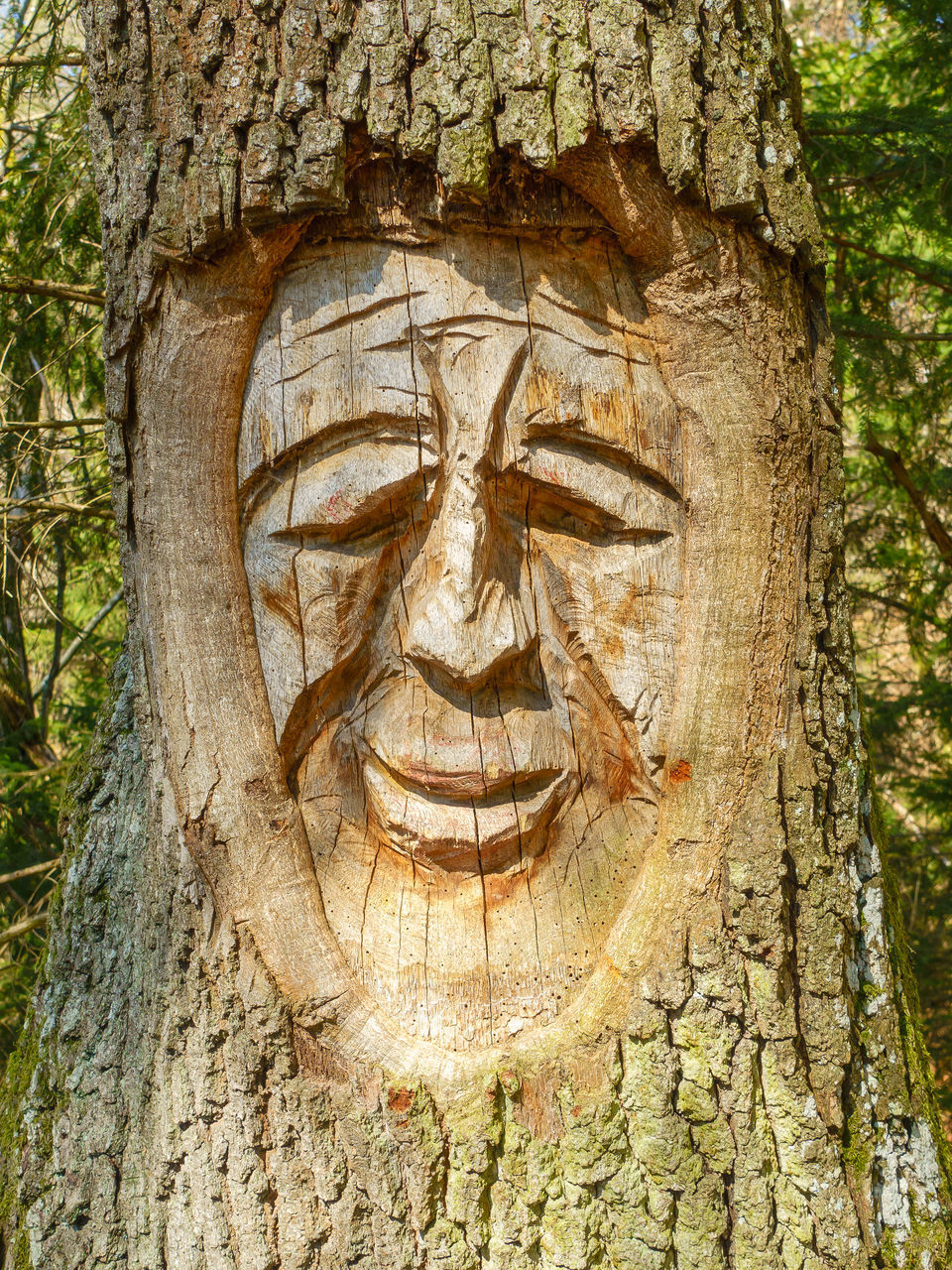 CLOSE-UP OF SCULPTURE ON TREE TRUNK