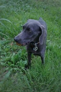 Close-up of dog on field