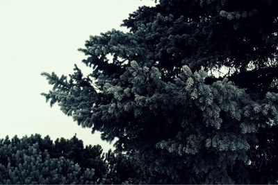 Low angle view of trees against sky