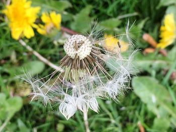 Close-up of dandelion on field