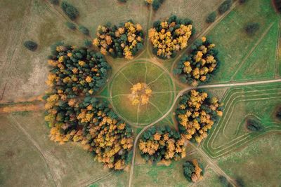 Directly above shot of flowering plants on land